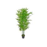 Planta Bamboo