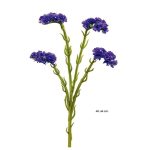 Statice Violeta