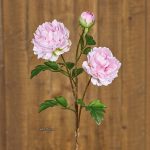 Galho Peónia Rosa Claro